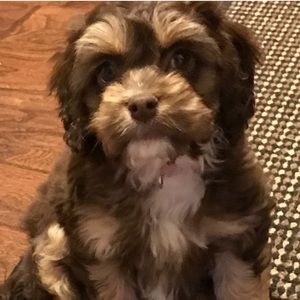 Meet your Posher, Trish